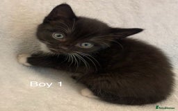 Mixed Breed cats for sale: 💚 3 male  💜 2 female  - Image 6