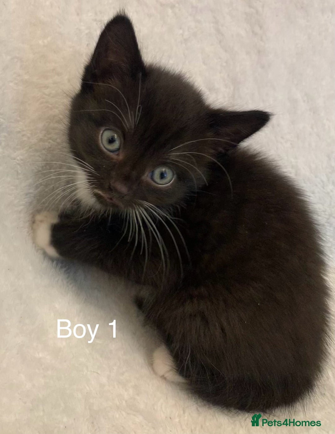 Mixed Breed cats for sale: 💚 3 male  💜 2 female  - Image 6