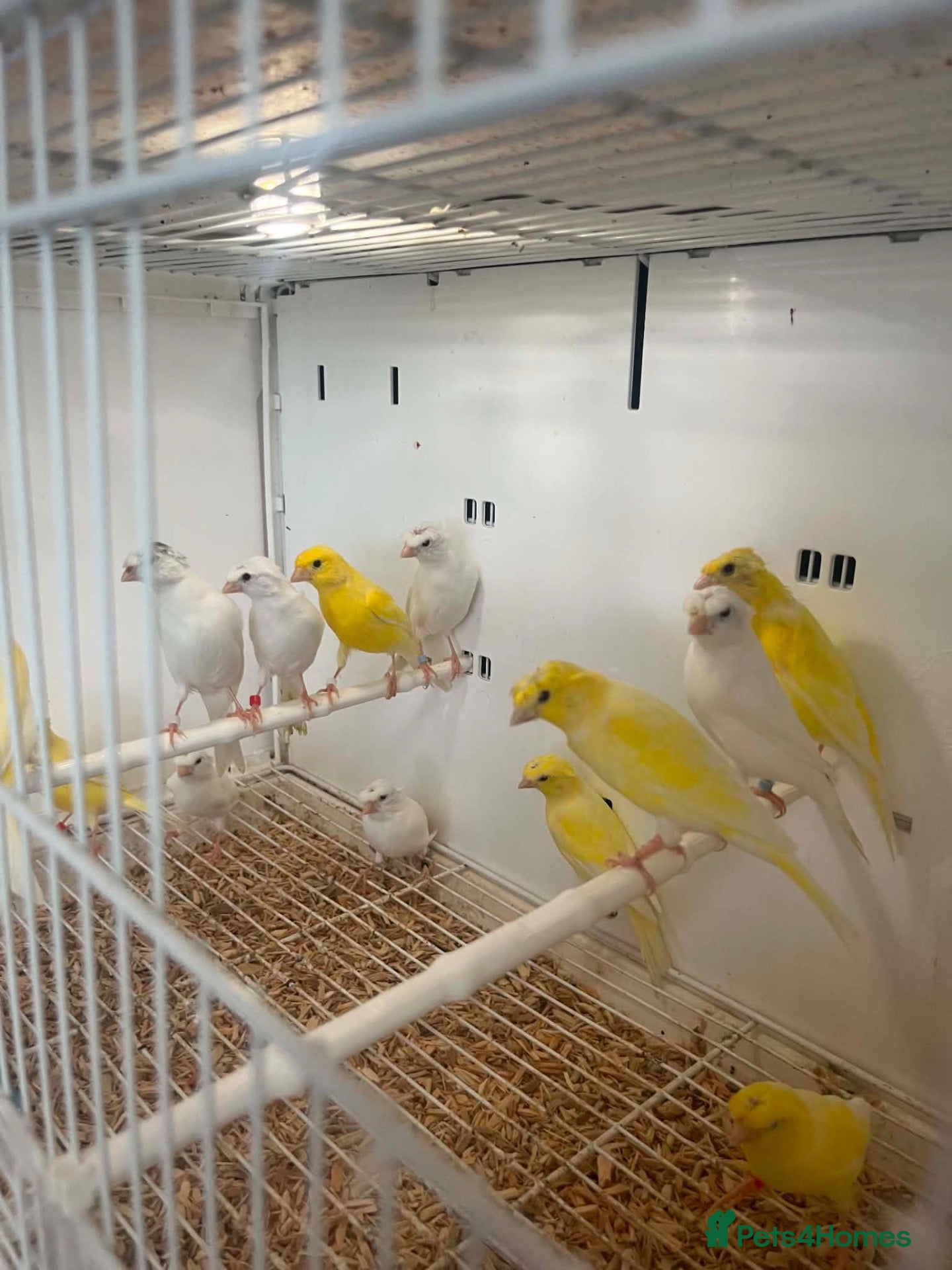 Canaries birds This years rylanders for sale  - Advert 1
