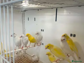 Canaries birds This years rylanders for sale - Advert 1