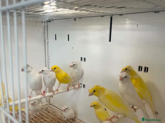 Canaries birds This years rylanders for sale - Advert 1