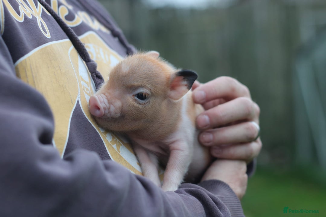 Pig livestock for sale: Miniature American/Swedish pigs  - Advert 1