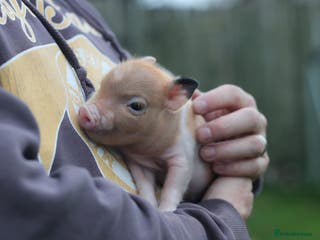 Pig livestock Miniature American/Swedish pigs - Advert 7