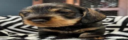 Dachshund dogs for sale: Stunning Kc standard wirehaired  - Advert 29