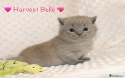British Shorthair cats for sale: Gccf blue British shorthairs *ready November* - Image 20
