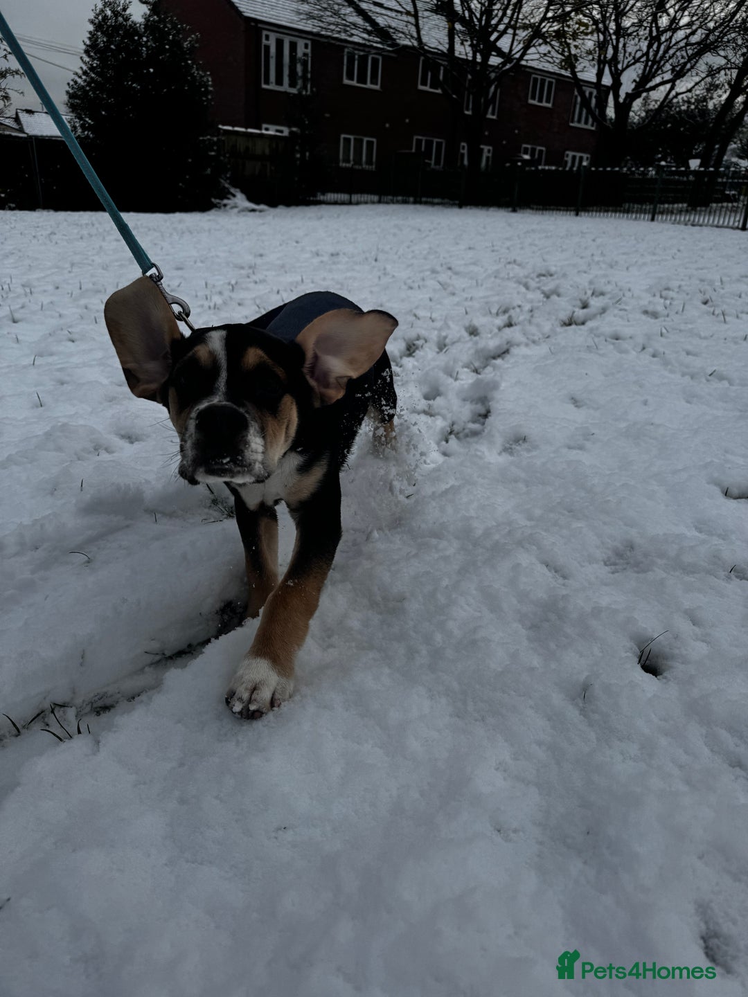 Mixed Breed dogs for sale: Bruno - Image 3