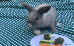 French Lop rabbits for sale: Beautiful lop bunnies - Image 7