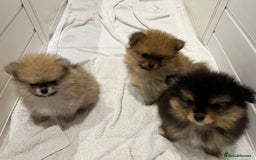 Pomeranian dogs for sale: Two 8 week old Pomeranian puppies  - Image 2