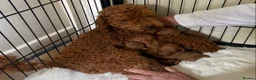Toy Poodle dogs for sale: BEAUTIFUL KENNEL CLUB REG!! TOY POODLE - Advert 3