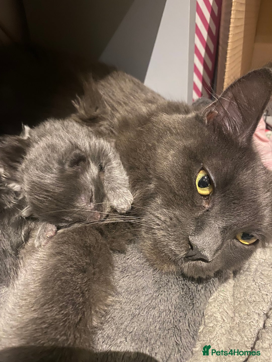 Maine Coon cats for sale: 4 x Maine coon kittens  - Advert 4