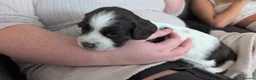 English Springer Spaniel dogs for sale: English Springer Spaniel  in Bridgend - Advert 7