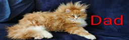 Siberian cats for sale: Registered Siberian Kittens  - Advert 3