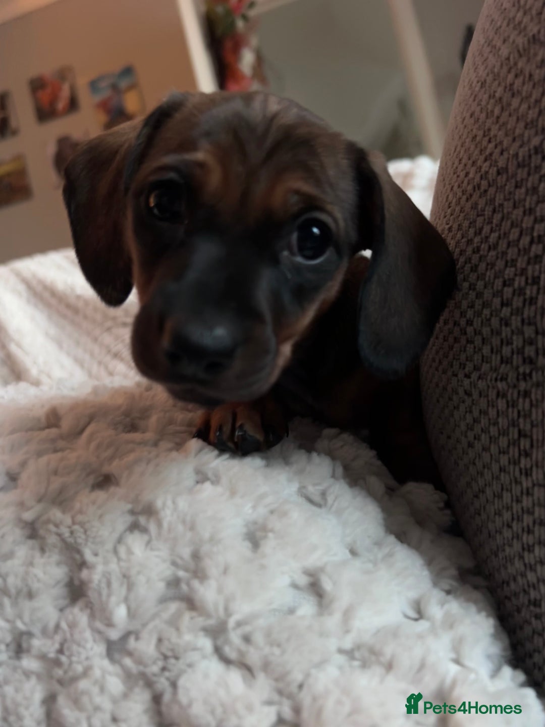 Miniature Dachshund dogs for sale: 3 gorgeous miniature dachshund girls  - Advert 24