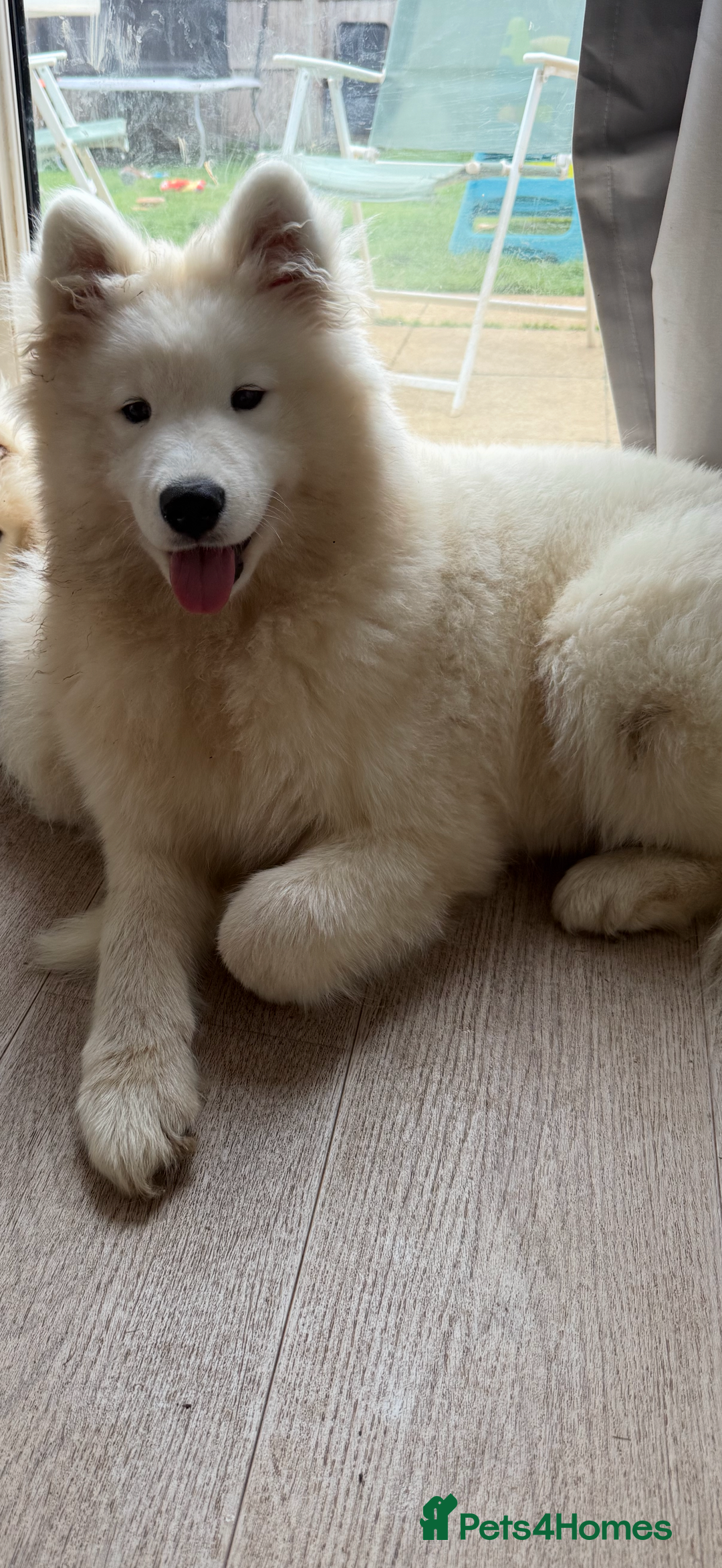 Samoyed dogs for sale: Beautiful Samoyed female  - Advert 8