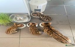 Bengal cats for sale: TICA register.ONLY 2 BOYS 🙀😺LEFT !!! in Northampton - Image 16