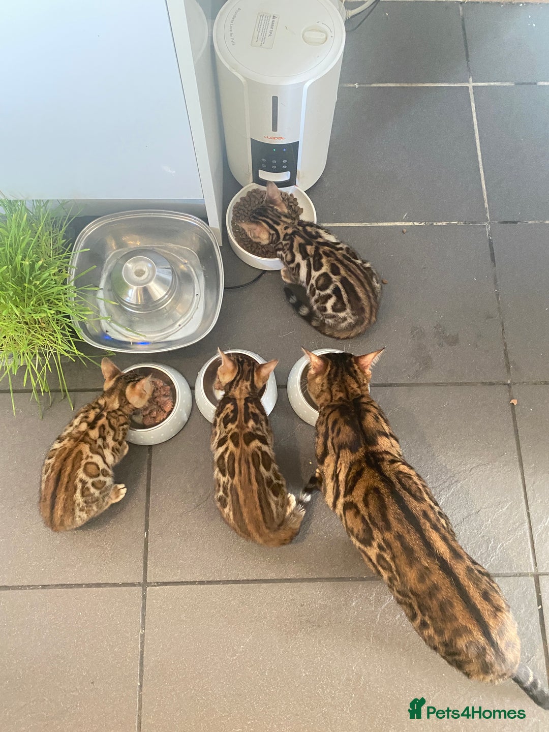Bengal cats for sale: TICA register.ONLY 2 BOYS 🙀😺LEFT !!! in Northampton - Image 16