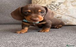 Dachshund dogs for sale: KC one little girl left STANDARD dachshund puppy  - Image 20