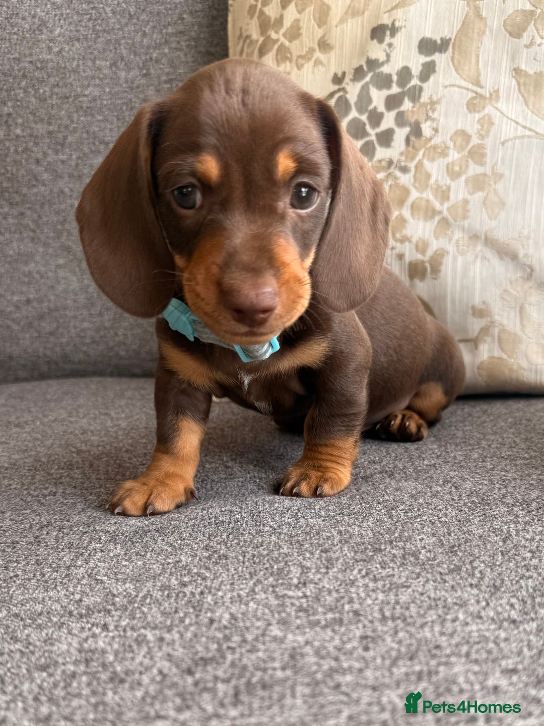Dachshund dogs for sale: KC one little girl left STANDARD dachshund puppy  - Image 20