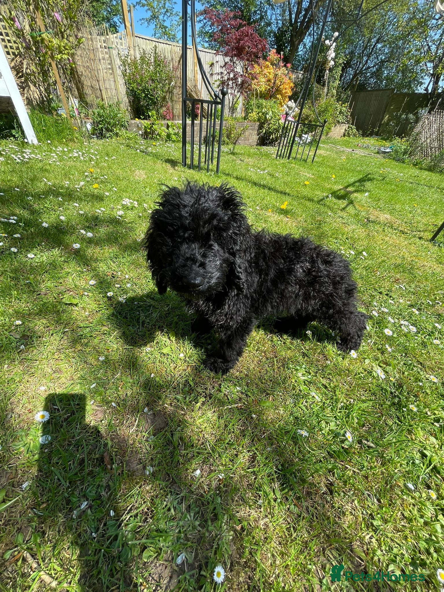 Cockapoo dogs REDUCED! Black Curly Cockapoo Male Pup - READY NOW - Advert 1