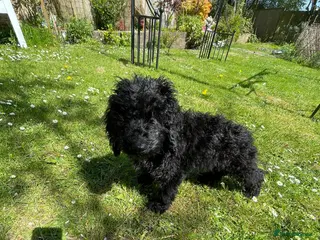 Cockapoo dogs REDUCED! Black Curly Cockapoo Male Pup - READY NOW - Advert 1