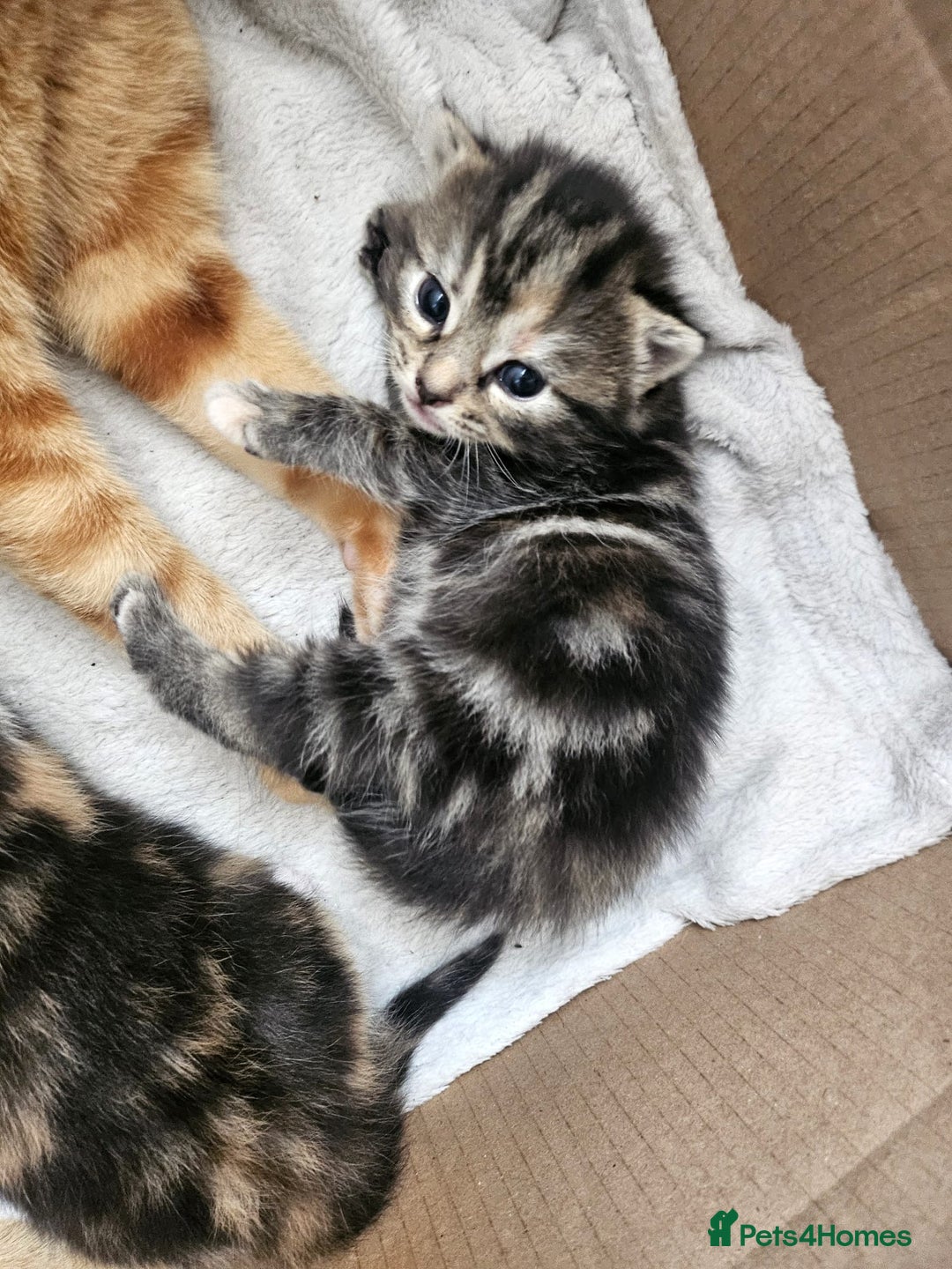 Mixed Breed cats for sale: Female mixed breed kitten (Black and Grey) in Birmingham - Image 6