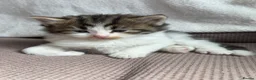 Mixed Breed cats for sale: 7 very fluffy Mainecoon mix breed kittens  - Advert 15