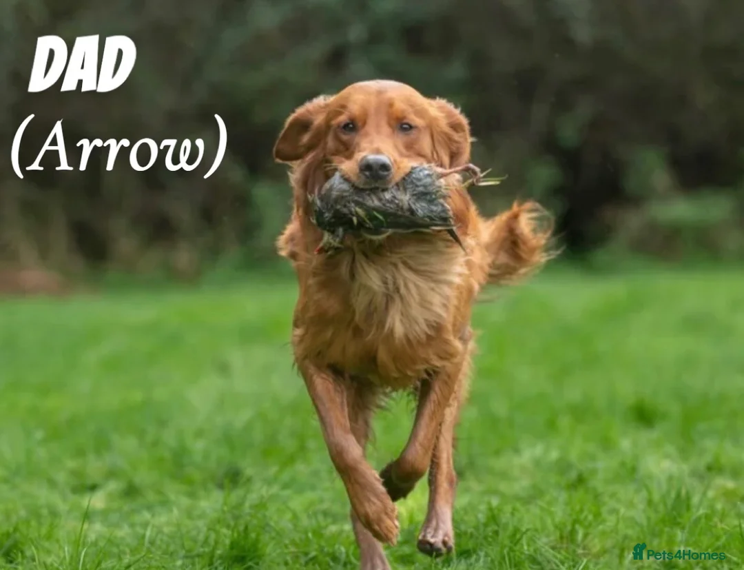 Golden Retriever dogs for sale: Dark Golden Retriever Puppies Health-Tested  - Advert 15