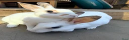 Rex rabbits for sale: Adult mini Rexes looking for new home  - Advert 3