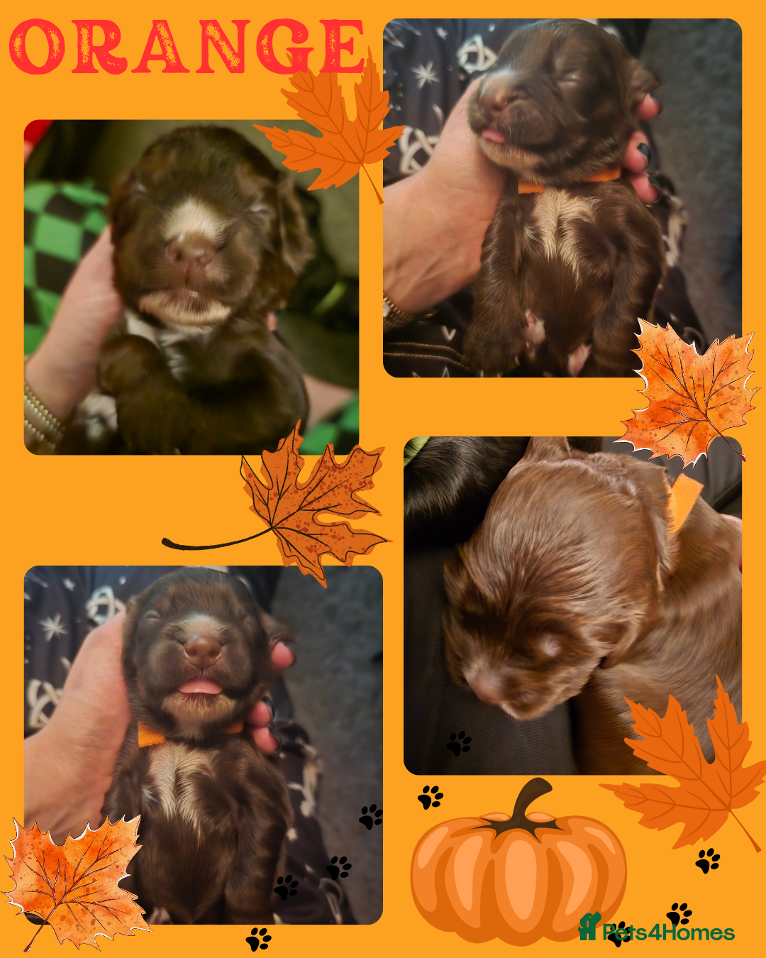Cocker Spaniel dogs for sale: Cocker spaniel puppies - Image 15
