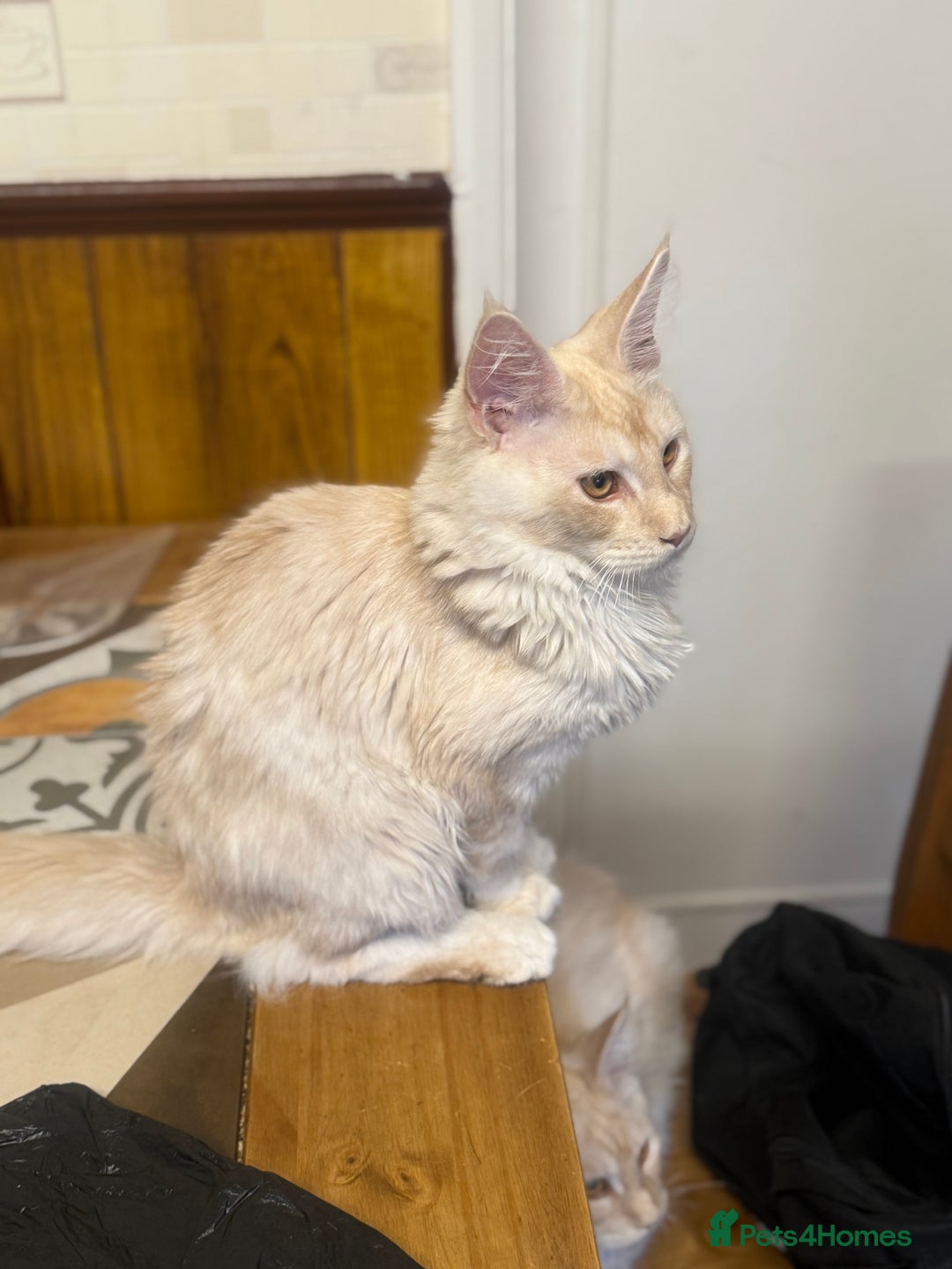 Maine Coon cats for sale: Maine Coon Gccf in Boston - Image 3