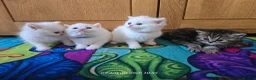 Exotic cats for sale: Persian/British Shorthaired cats - Advert 9