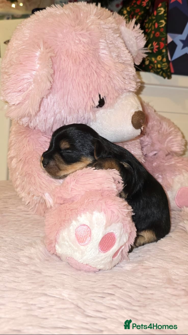 Yorkshire Terrier dogs ✨ Exquisite Yorkshire Terrier Puppies Available ✨ - Advert 16