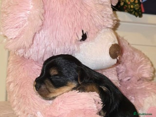 Yorkshire Terrier dogs ✨ Exquisite Yorkshire Terrier Puppies Available ✨ - Advert 16