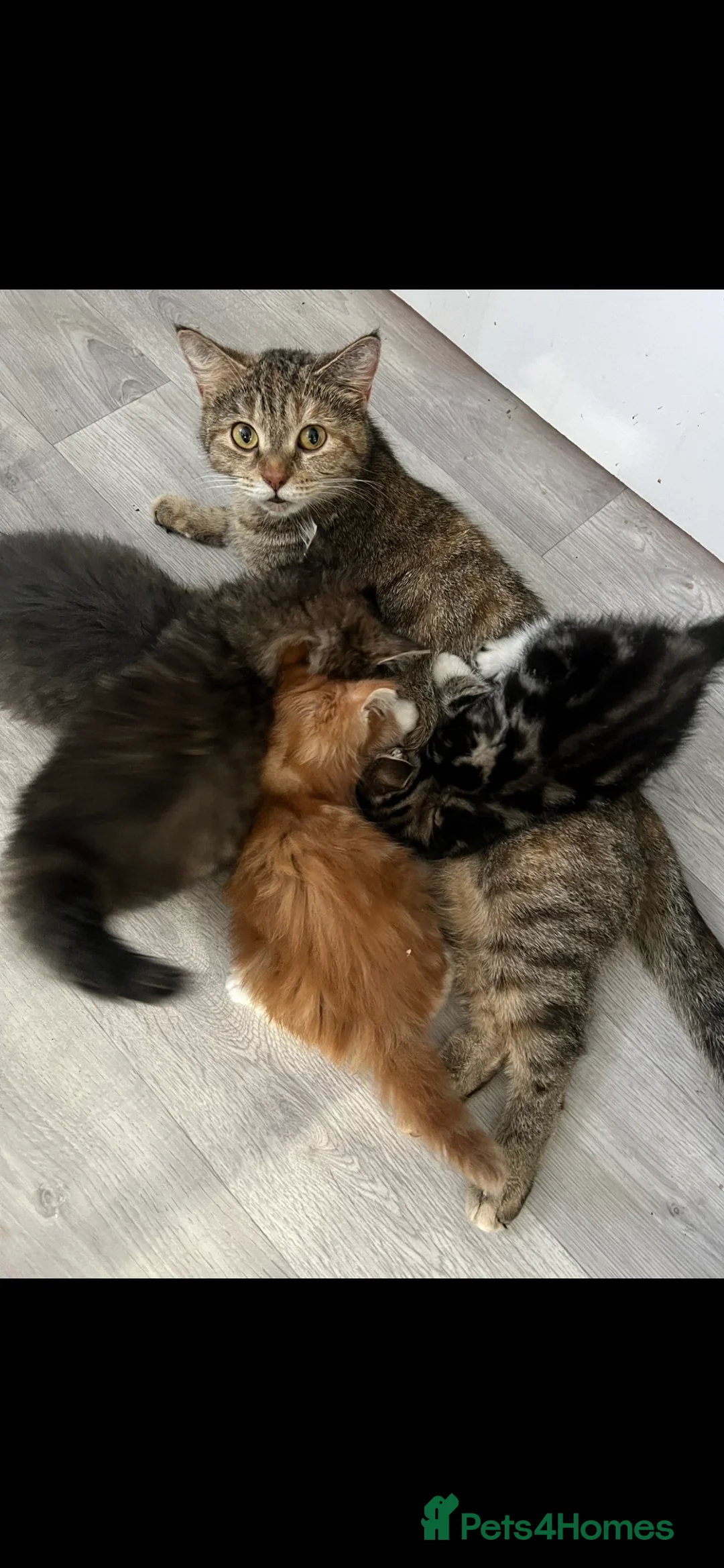 Mixed Breed cats for sale: Beautiful kittens  - Advert 9