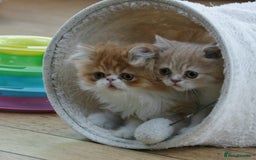 Exotic cats for sale: Exotic pedigree kittens  - Image 12