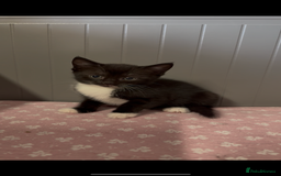 American Shorthair cats for sale: Adorable kittens looking for a loving home - Image 4