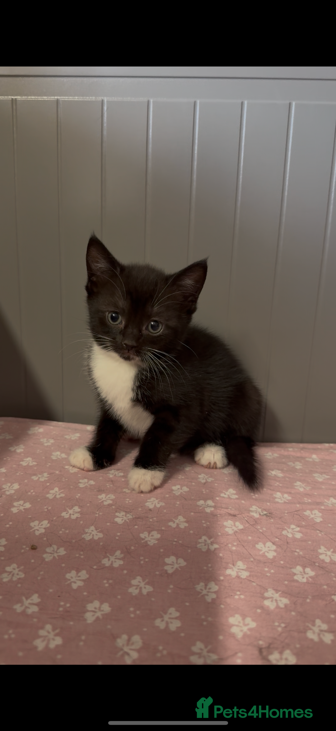 American Shorthair cats for sale: Adorable kittens looking for a loving home - Image 4