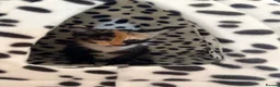 Mixed Breed cats for sale: Calico kitten - Advert 2
