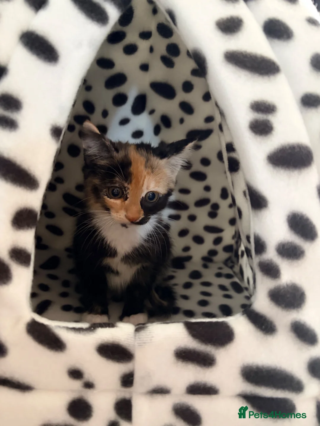 Mixed Breed cats for sale: Calico kitten - Advert 2