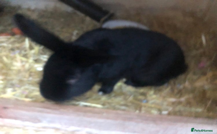 Alaska rabbits - Advert 2