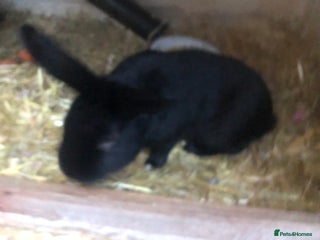 Alaska rabbits for sale - Advert 1