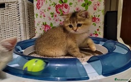 Scottish Fold cats for sale: Scottish Kittens 💜 - Image 30