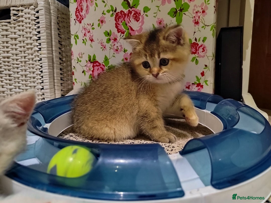 Scottish Fold cats for sale: Scottish Kittens 💜 - Image 30