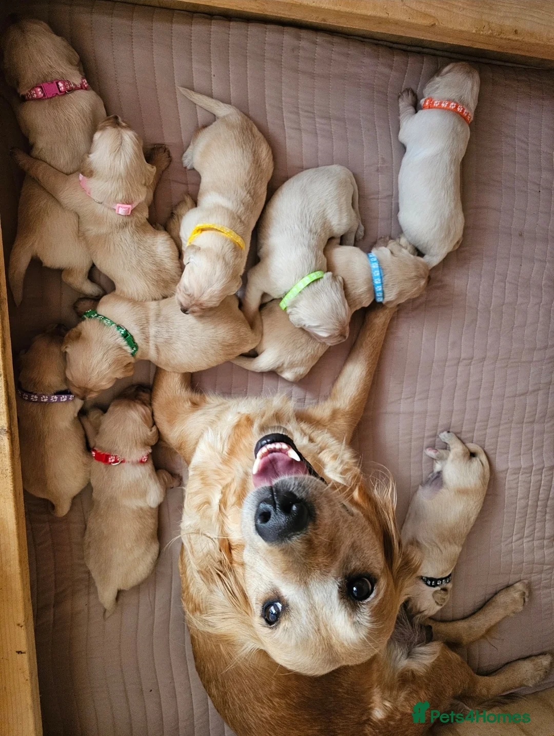 Golden Retriever dogs for sale: Gorgeous KC full pedigree golden retrievers  - Advert 16