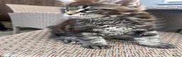 Maine Coon cats for sale: Ready now ⭐️ Maincoon Tica kittens - Advert 12