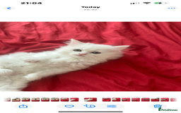 Mixed Breed cats for sale: 4 beautiful kitten - Image 1