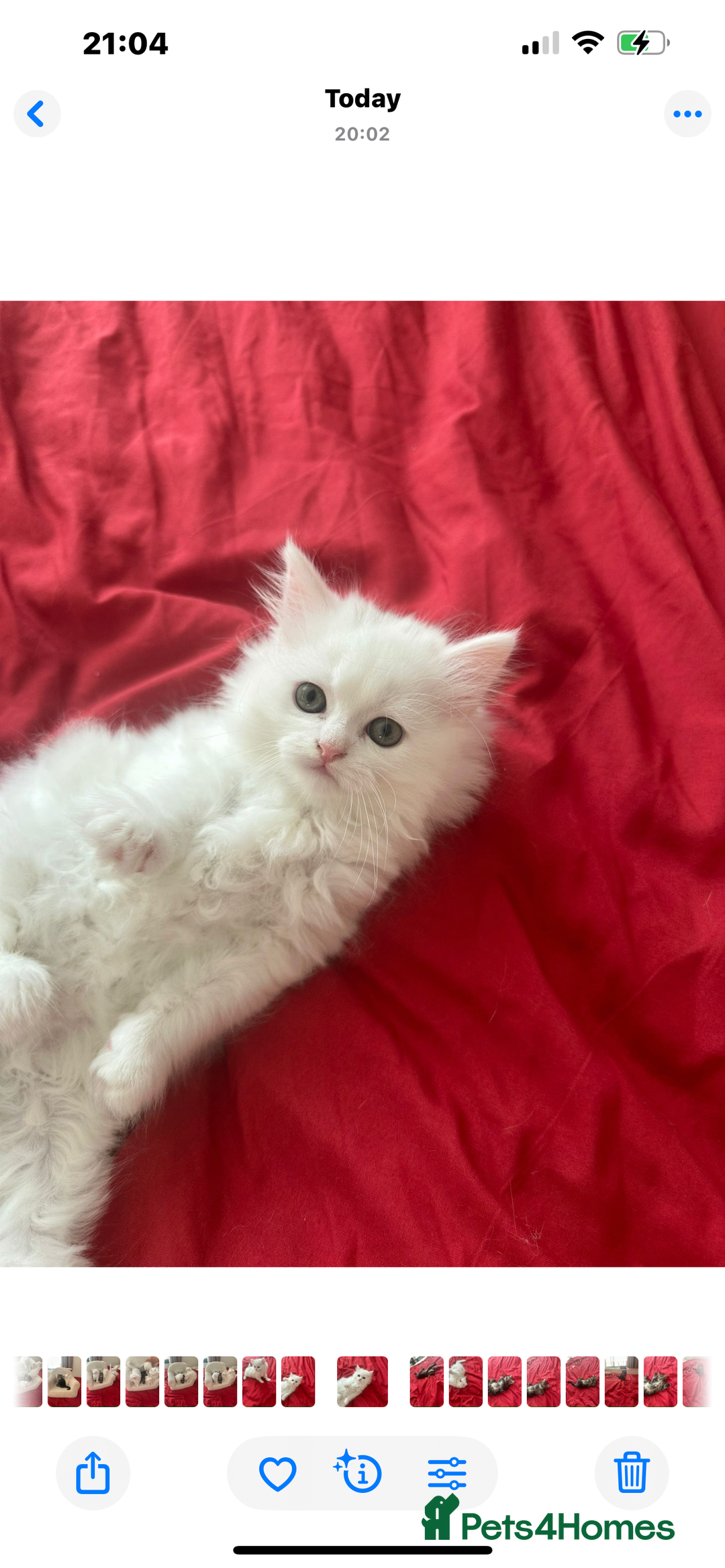 Mixed Breed cats for sale: 4 beautiful kitten - Image 1