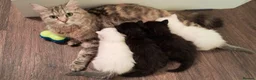 Mixed Breed cats for sale: Norvegian forest cross kittens - Advert 3