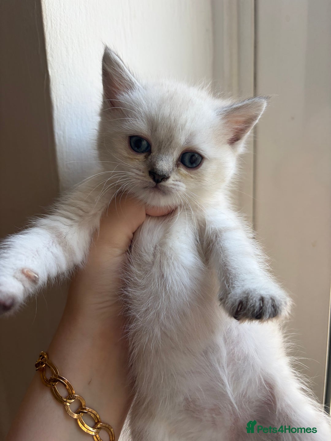 British Shorthair cats for sale: British short hair/persian mother - Advert 29