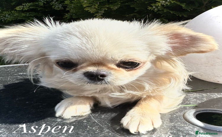 Chihuahua dogs - Advert 17
